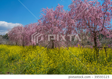 櫻花強姦 39593123