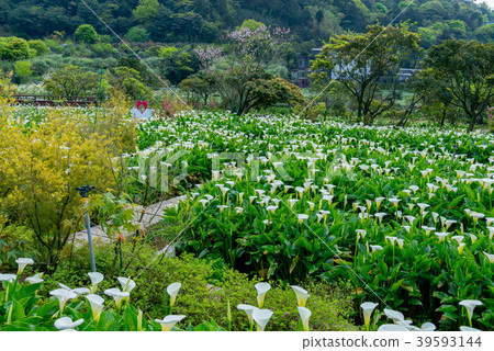 Yangmingshan Zhuzi Lake Haishu Season Calla lily season in Yangmingshan Taiwan 39593144