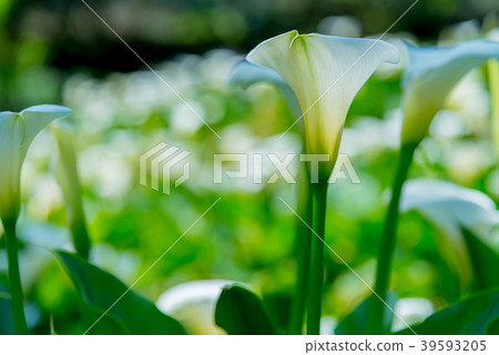 陽明山竹子湖海芋季 Calla lily season in Yangmingshan Taiwan 39593205