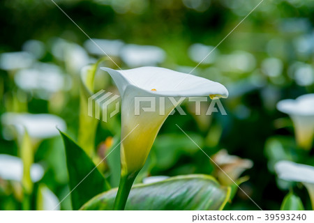 陽明山竹子湖海芋季 Calla lily season in Yangmingshan Taiwan 39593240