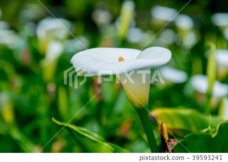 陽明山竹子湖海芋季 Calla lily season in Yangmingshan Taiwan 39593241