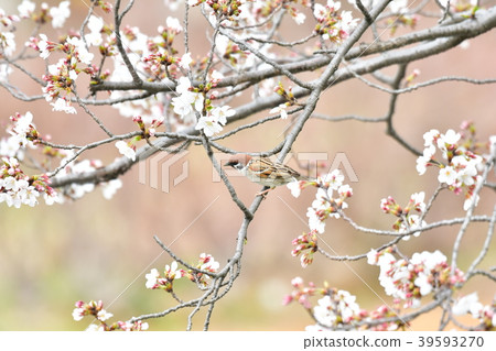 SAKURA JOHN 39593270