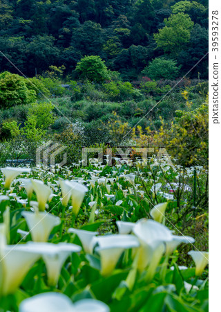 陽明山竹子湖海芋季 Calla lily season in Yangmingshan Taiwan 39593278