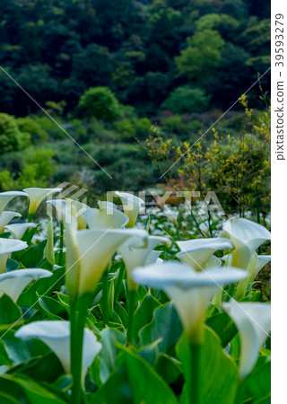陽明山竹子湖海芋季 Calla lily season in Yangmingshan Taiwan 39593279