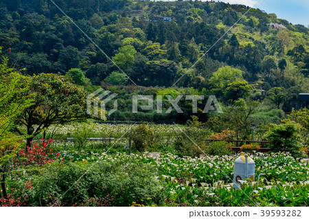 Yangmingshan Zhuzi Lake Haishu Season Calla lily season in Yangmingshan Taiwan Yangmingshan Zhuzi Lake Haishu Season Calla lily season in Yangmingshan Taiwan 39593282