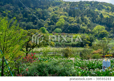 Yangmingshan Zhuzi Lake Haishu Season Calla lily season in Yangmingshan Taiwan 39593283