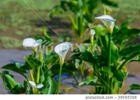 陽明山竹子湖海芋季 Calla lily season in Yangmingshan Taiwan 39593398