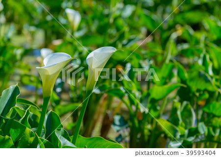 Yangmingshan Zhuzi Lake Haishu Season Calla lily season in Yangmingshan Taiwan Yangmingshan Zhuzi Lake Haishu Season Calla lily season in Yangmingshan Taiwan 39593404