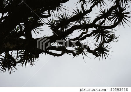 Silhouette of Dragon tree crone on grey sky 39593438