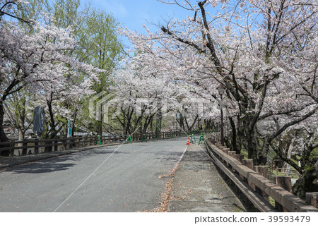Yukiyukizaka of Kumamoto Castle Yukiyukizaka of Kumamoto Castle 39593479
