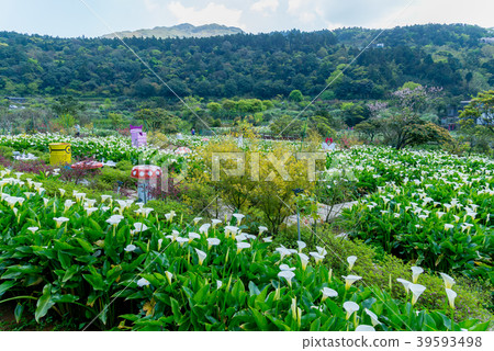 陽明山竹子湖海芋季 Calla lily season in Yangmingshan Taiwan 39593498