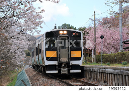 Mizugori線和櫻花 Mizugori線和櫻花 39593612