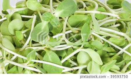 Green sunflower sprout 39593750