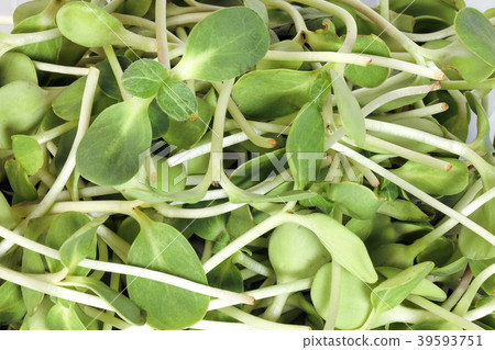 Green sunflower sprout Green sunflower sprout 39593751