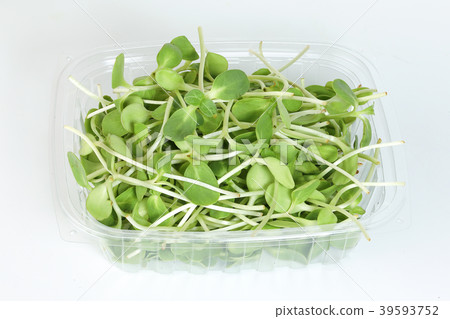 Green sunflower sprout Green sunflower sprout 39593752