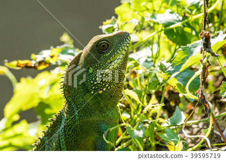 Chinese Water Dragon at Khao Yai national park 39595719