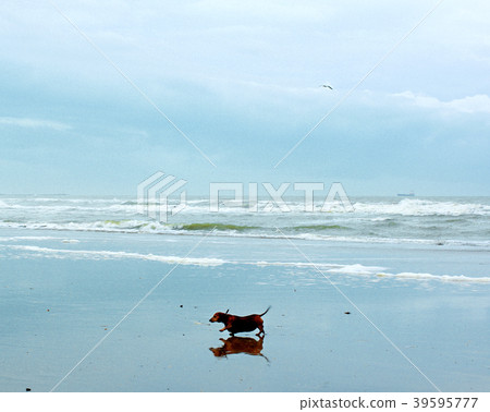 Dog Walking on Beach Dog Walking on Beach 39595777