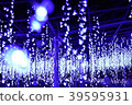 Fuji's light up 39595931