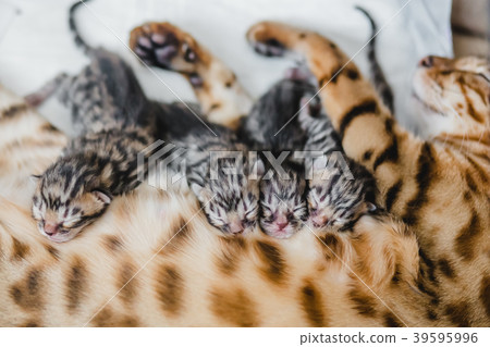 cattery of bengalcats kitten 39595996