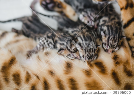 cattery of bengalcats kitten 39596000