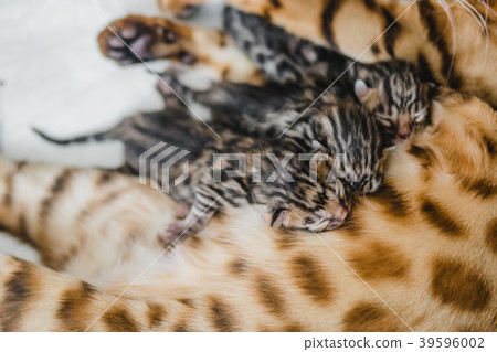 cattery of bengalcats kitten 39596002