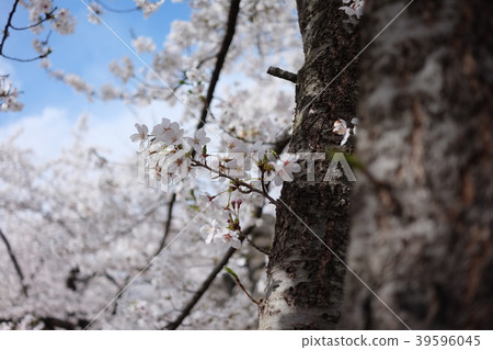 櫻花(長野,懷舊) 櫻花(長野,懷舊) 39596045