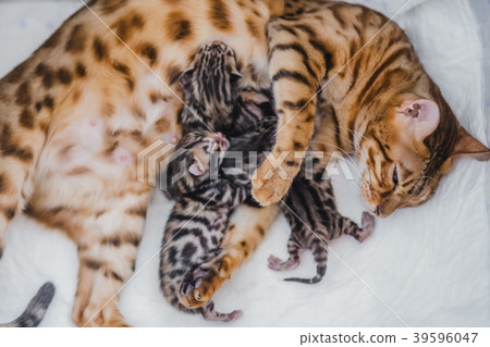 cattery of bengalcats kitten cattery of bengalcats kitten 39596047