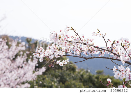 Cherry Blossoms Cherry Blossoms 39596212