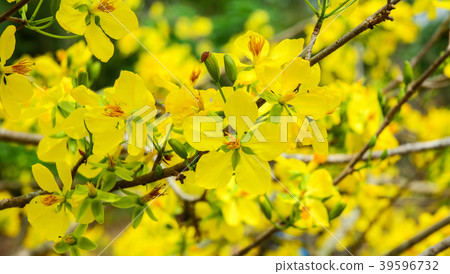 Ochna integerrima flowers at spring time 39596732
