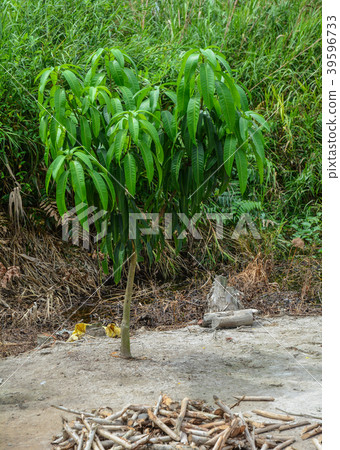 Small mango tree at plantation 39596733