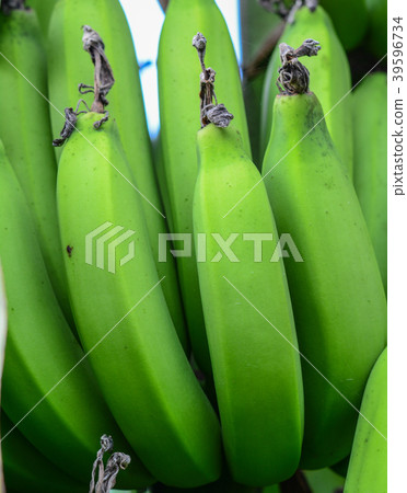 Young green banana on tree 39596734