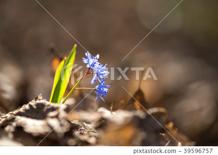 Alpine squill or two-leaf squill, Scilla bifolia  39596757