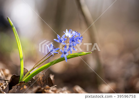 Alpine squill or two-leaf squill, Scilla bifolia 39596758