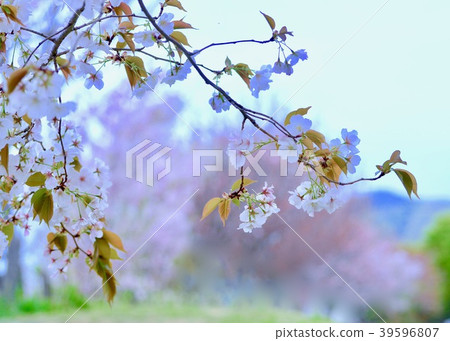 櫻花櫻花 39596807