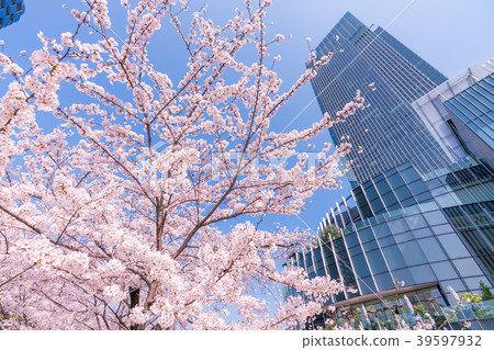 Tokyo cityscape of cherry blossoms in full bloom in Japan [Roppongi Midtown] 39597932
