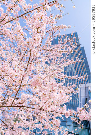 Tokyo cityscape of cherry blossoms in full bloom in Japan [Roppongi Midtown] 39597933