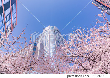 櫻花在日本盛開的東京都市風景[六本木Keyakizaka] 39597986