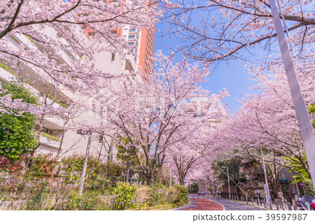 Tokyo cityscape of cherry blossoms in full bloom in Japan [Roppongi Keyakizaka] 39597987