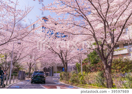 櫻花在日本盛開的東京都市風景[六本木Keyakizaka] 39597989