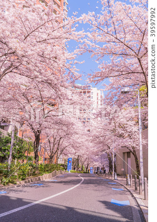 櫻花在日本盛開的東京都市風景[六本木Keyakizaka] 39597992