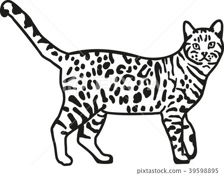 Leopard bengal cat 39598895