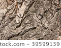 Close up aged cracked Old tree elm ulmus wooden  39599139