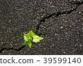 sprout close up  on a gray asphalt, leader concept 39599140
