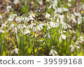 Snowdrop flower close up background Galanthus 39599168