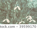 Abstract modern white flower bokeh background.  39599170