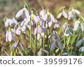 Snowdrop flower close up background. Galanthus  39599176