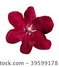 Purple Clematis Ville Lyon flower isolated close 39599178