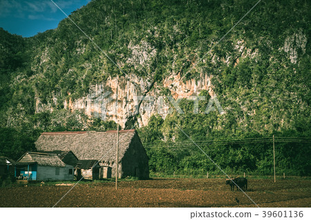 古巴的日常生活 39601136