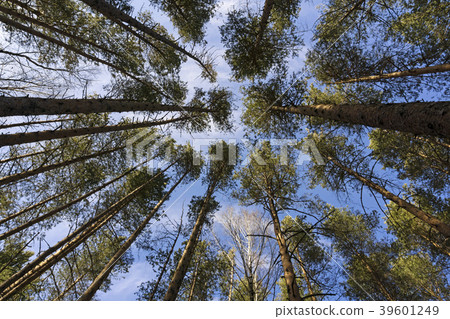 crowns of trees in the March sky 39601249