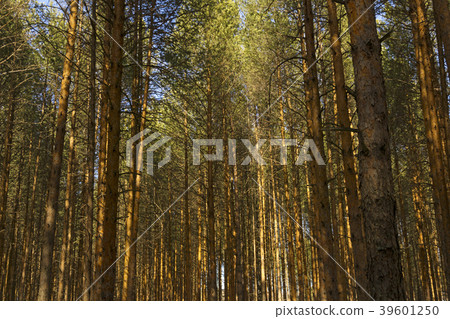 background - a forest of pines 39601250